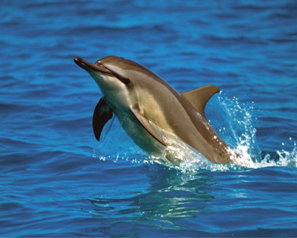 Dolphin