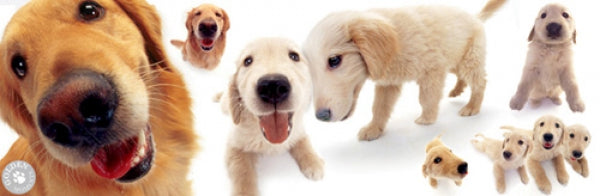 Dogs - Golden Retrievers