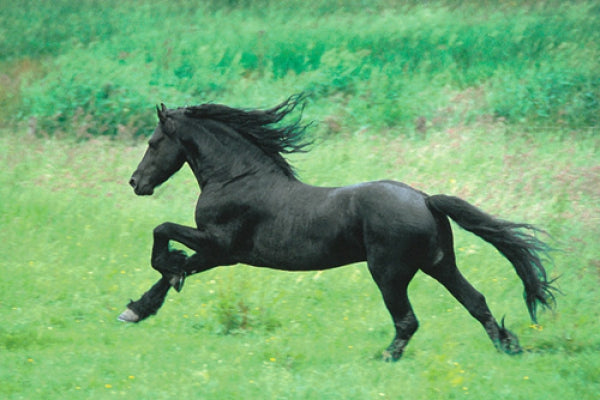 Black Horse Running
