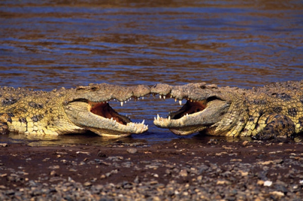 Kissing Crocs