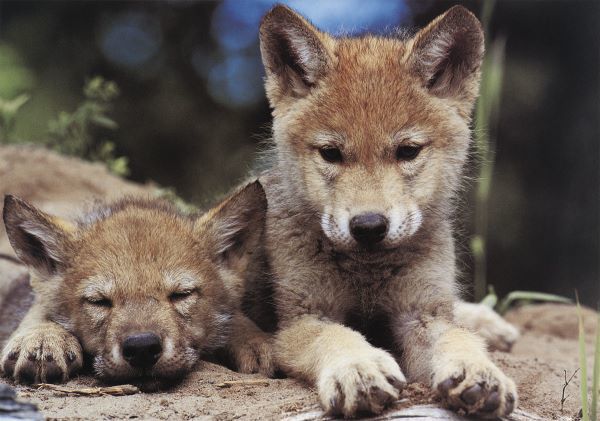 Spring Wolf Pups