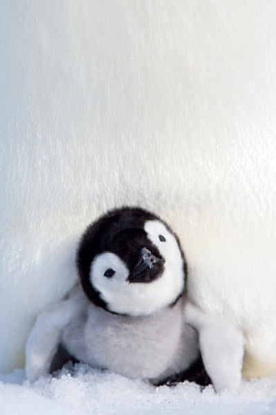 Penguin Chick
