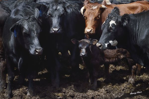 Bovine Selfie