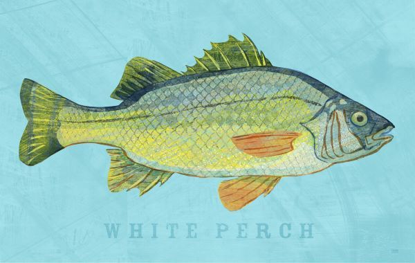 White Perch