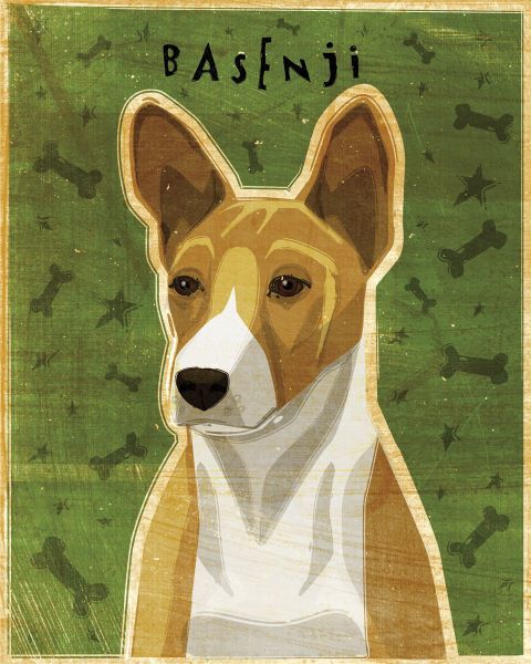 Basenji (Red)