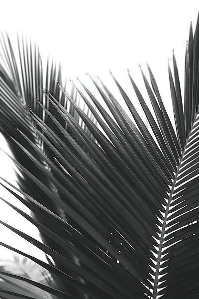 Palms 12