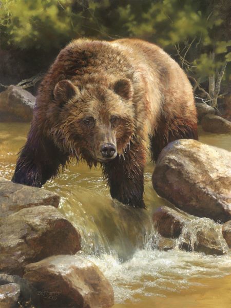 Grizzly at Roaring Creek