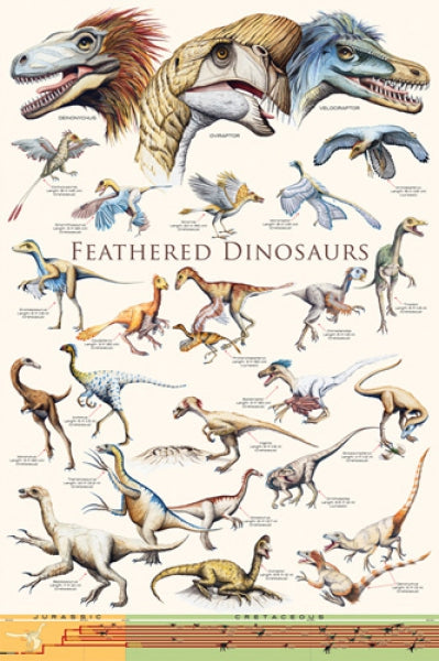 Feathered Dinosaurs II