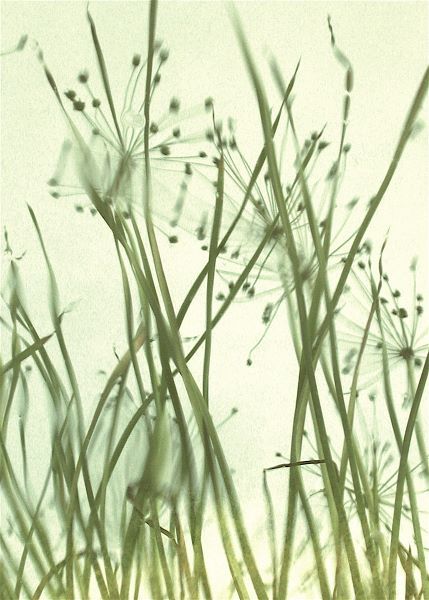 Watery Grasses 1