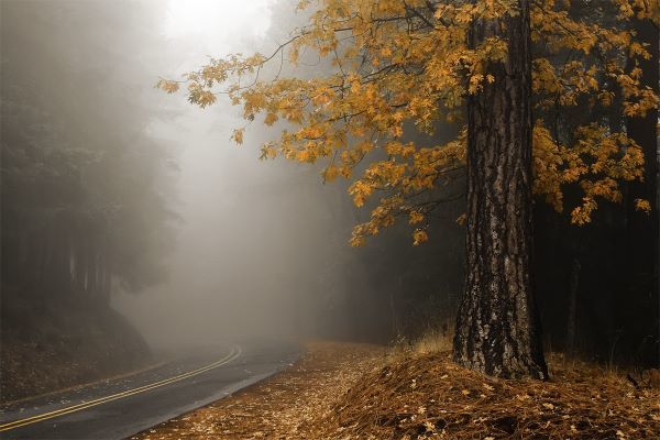 Yellow Leaves in Fog