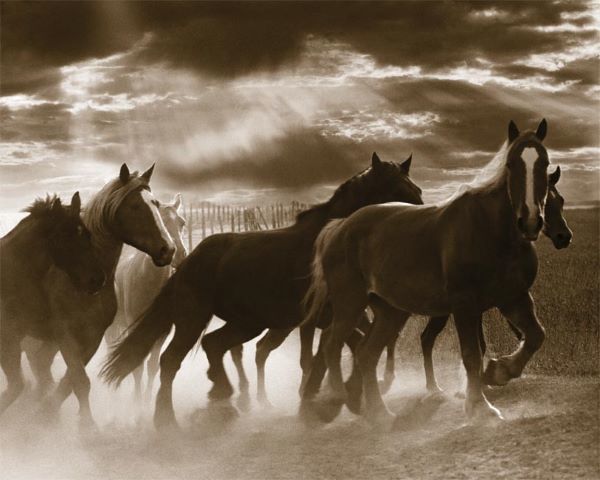 Running Horses & Sunbeams,