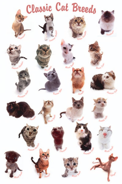 Cat Breeds