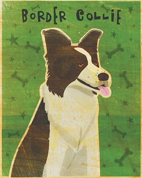 Border Collie