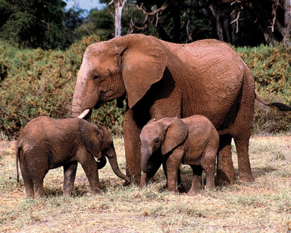 Elephants