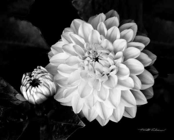 Chrysanthemum