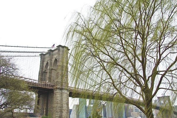 Brooklyn Bridge and Willow