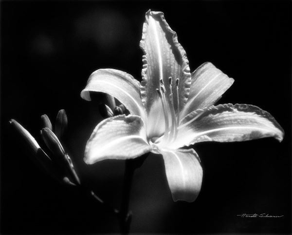 Day Lily