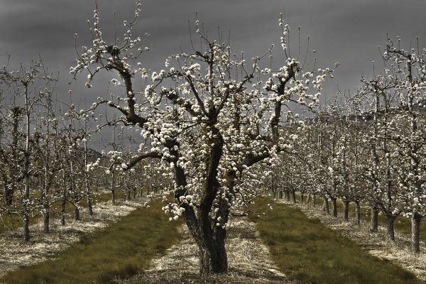 Pear Blossoms