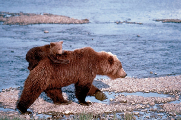 Brown Bear Carrying Cub In Alaska