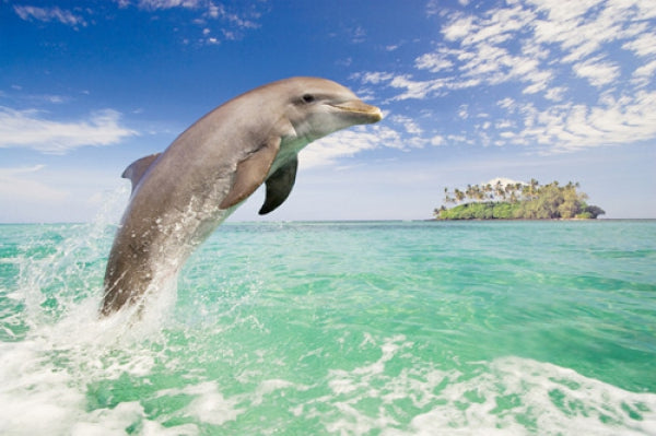 Dolphin Leaping