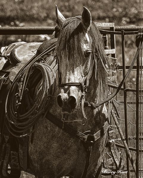 Arabian Working Cow Horse