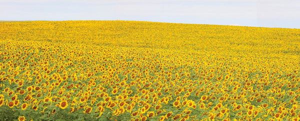 Sunflower Panorama