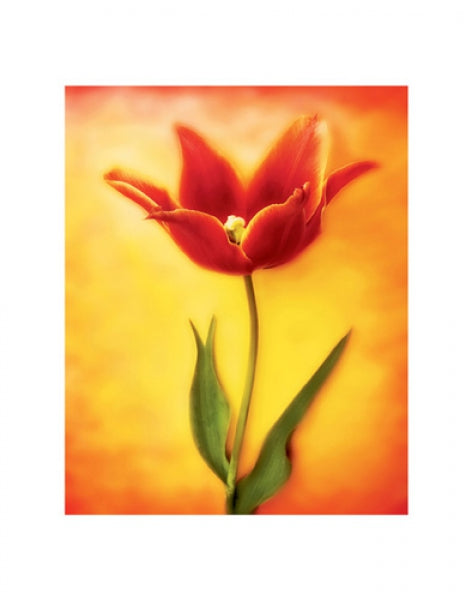 Tulip I