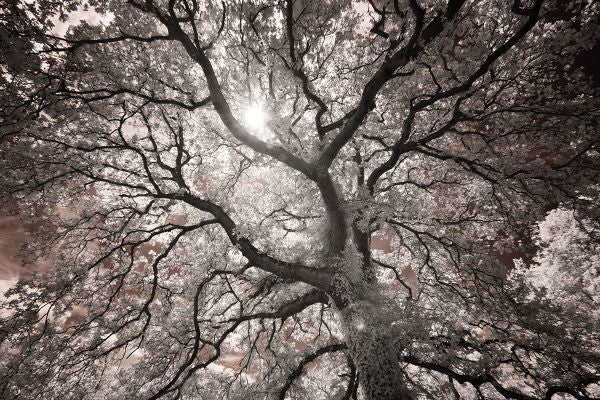 Ethereal Tree