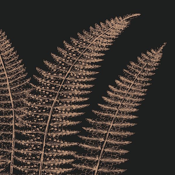 Fern II (on black)