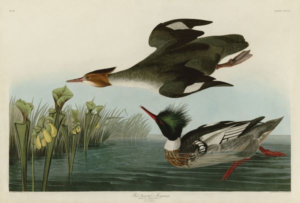 Red Breasted Merganser