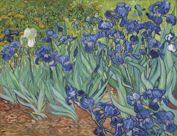 Irises in the Garden