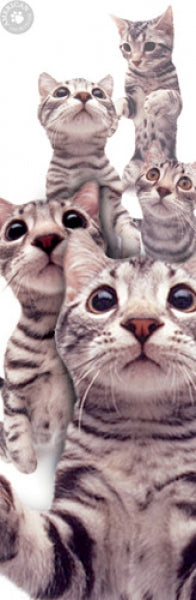 Cats - American Shorthair