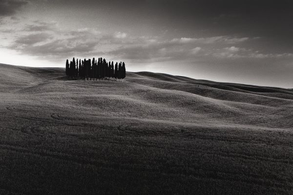 Cypresses and Rolling Hills