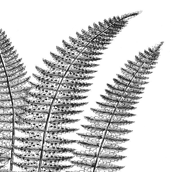 Fern II (on white)