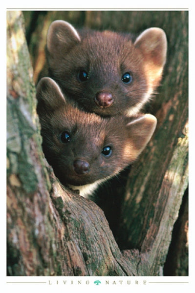 Pine Martens