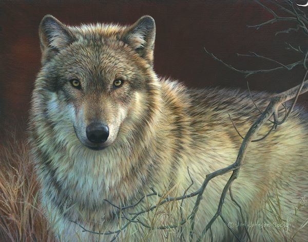 Uninterrupted Stare - Gray Wolf