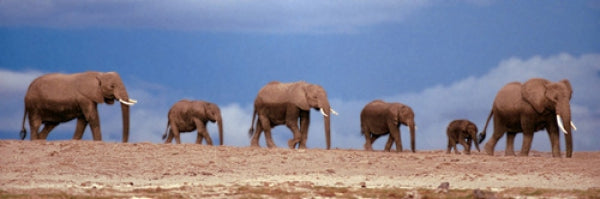 African Elephant Herd In Kenya
