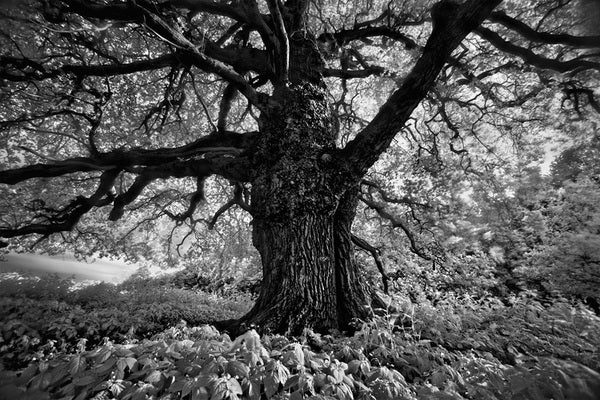 Portrait of a Tree, Study 10