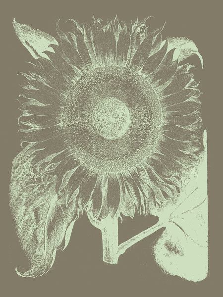 Sunflower 12