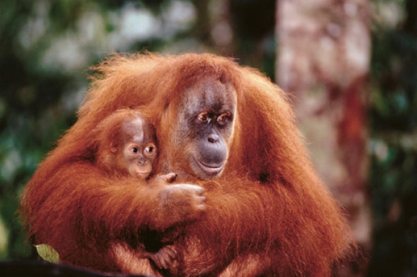 Orangutan And Baby