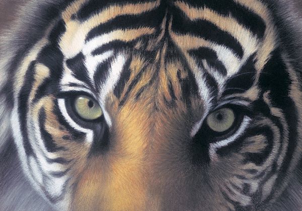 Eyes of the Goddess: Sumatran Tigress