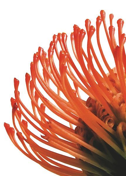 Orange Protea 4