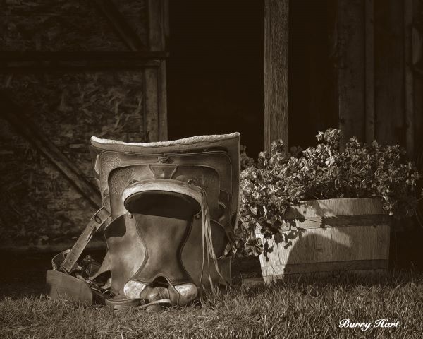 Saddle Still Life