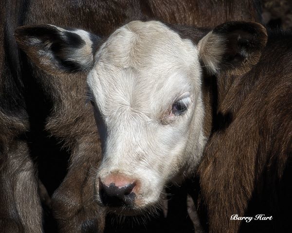 Calf