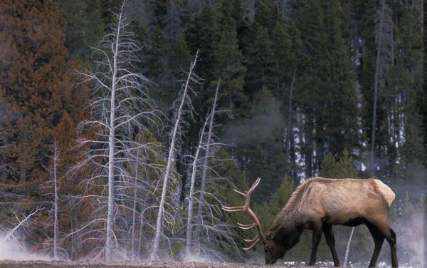 Bull Elk, Wyoming