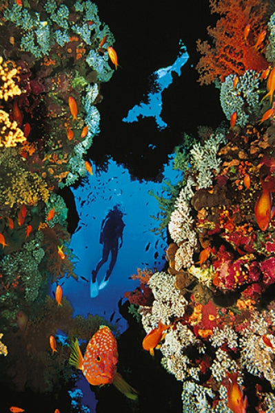 Coral Reef