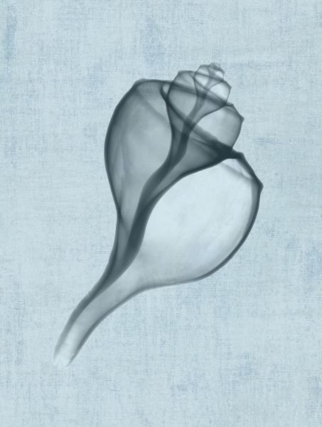 Channelled Whelk (light blue)