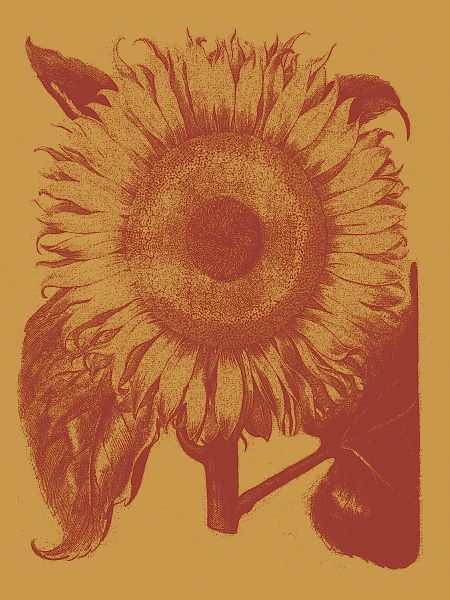 Sunflower 15