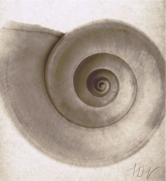 Snail Shell