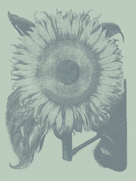 Sunflower 8